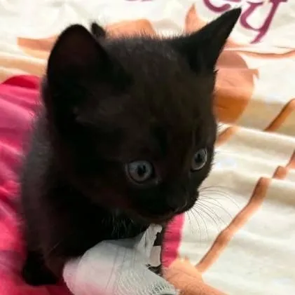 chat with ai character: black little cute 