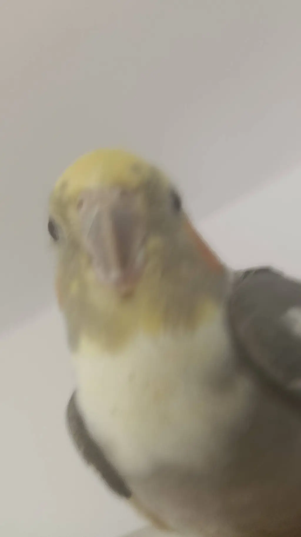 ai character: parrot💅 background