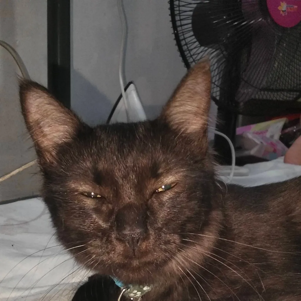 chat with ai character: flappy the cat