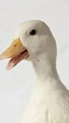 ai character: The bird wars background