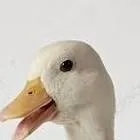 chat with ai character: The bird wars