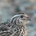 chat with ai character: avian war