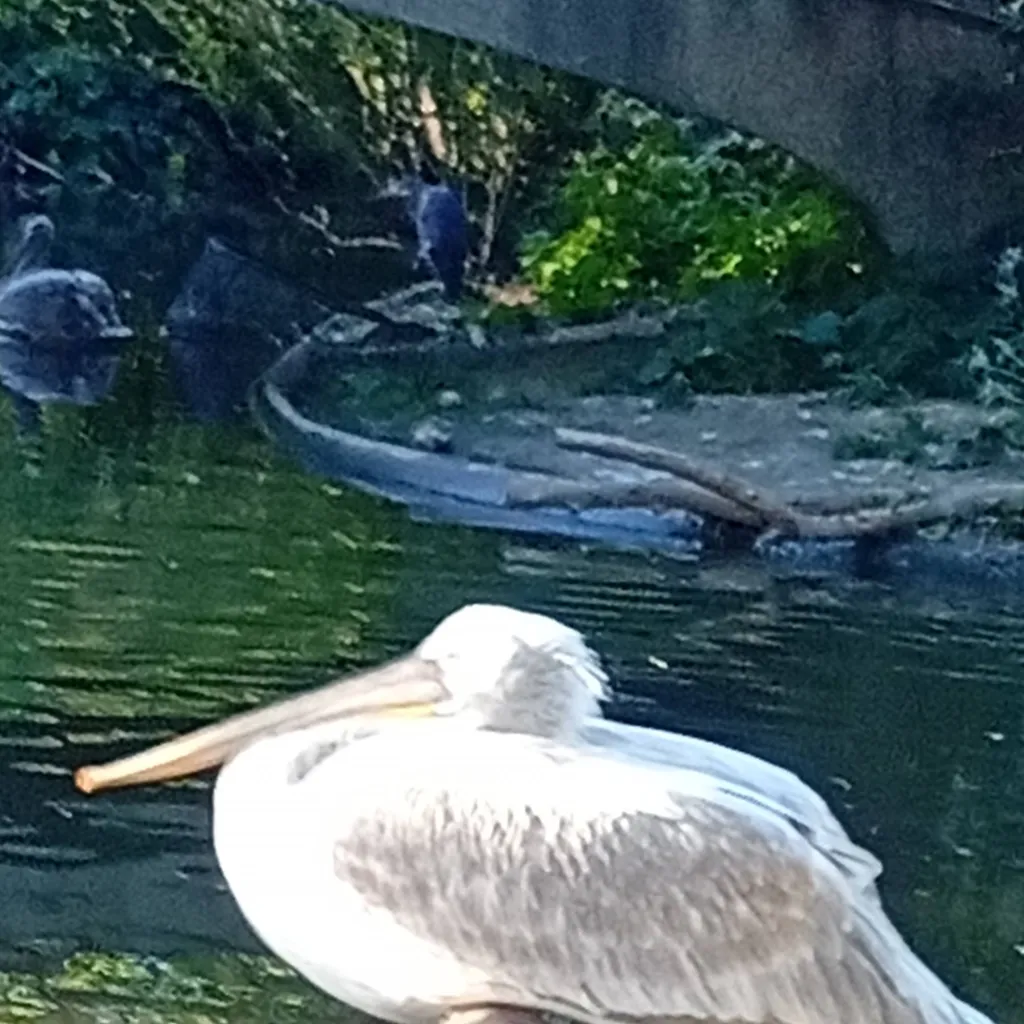 chat with ai character: chill duck