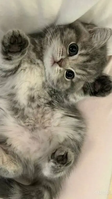 ai character: kitty background