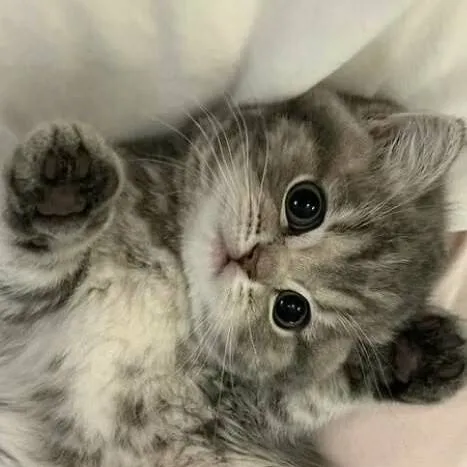chat with ai character: kitty