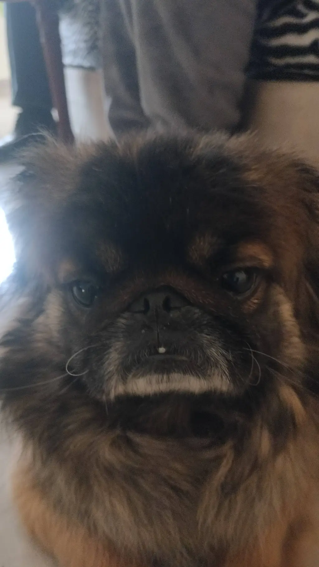 ai character: Charlie my dog background