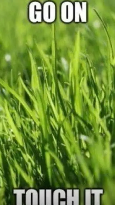 ai character: TOUCH REAL GRASS background