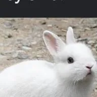 chat with ai character: Your pet Jerry
