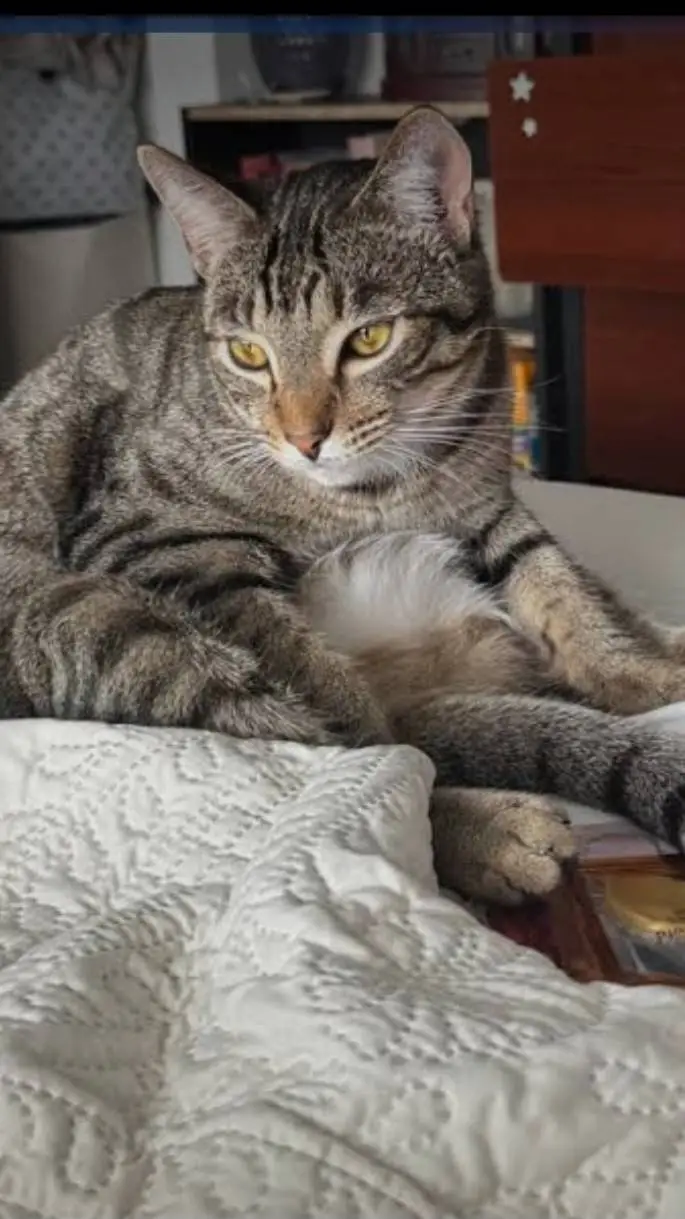ai character: your adorable cat background