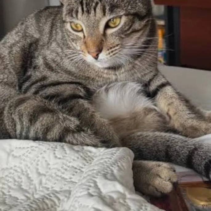 chat with ai character: your adorable cat