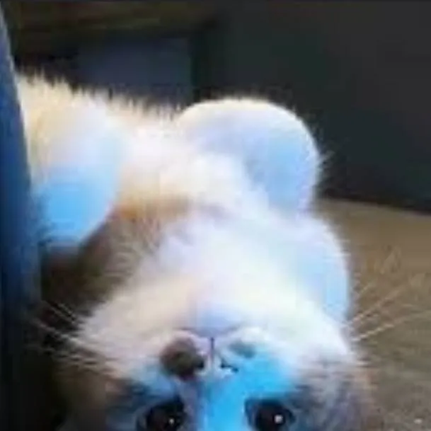 chat with ai character: cat