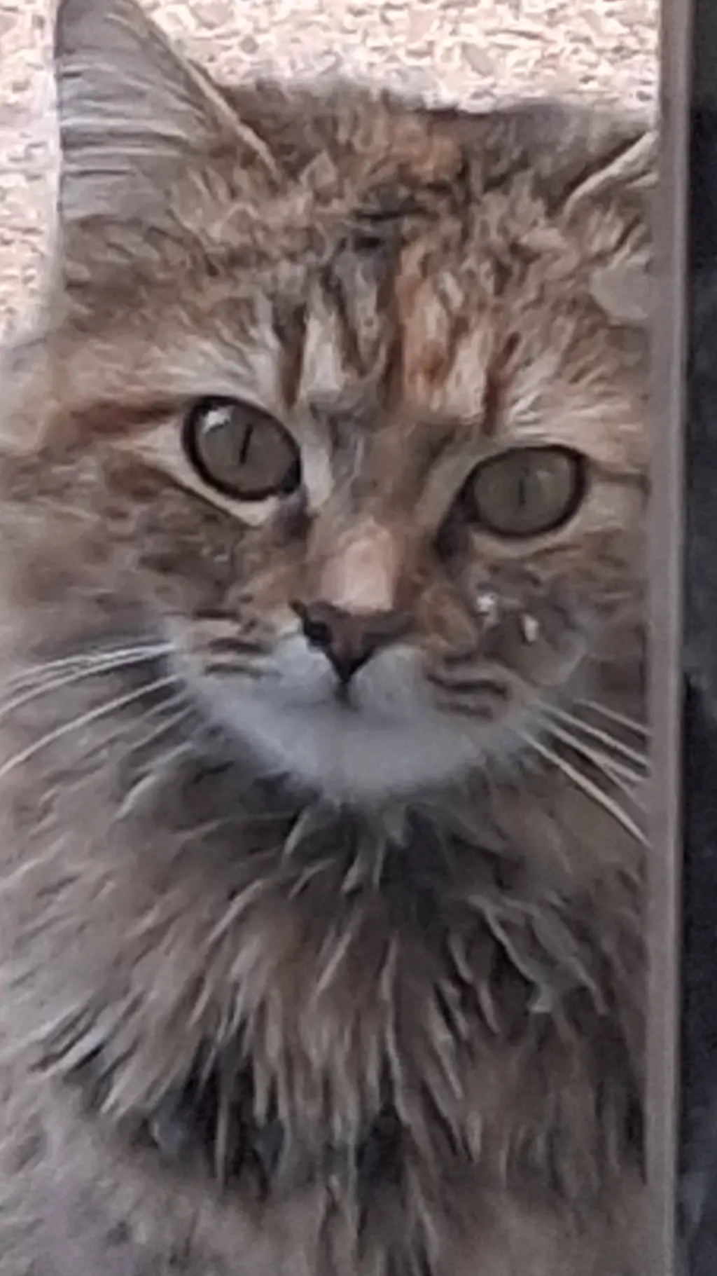 Talkie AI - Chat with A wise cat