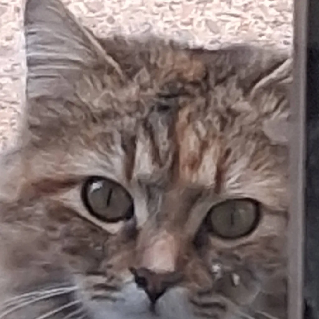 chat with ai character: A wise cat