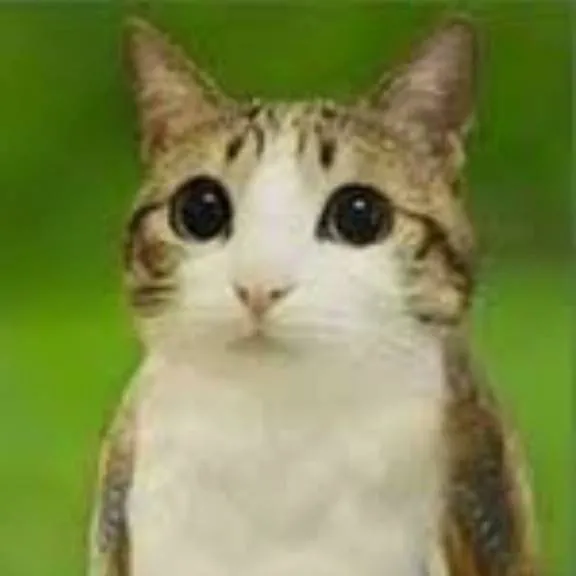 chat with ai character: Meowl (no brainrot