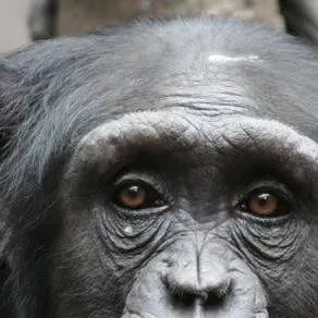 chat with ai character: Monkey