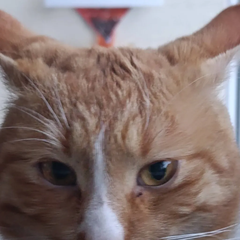 chat with ai character: mafia cat 