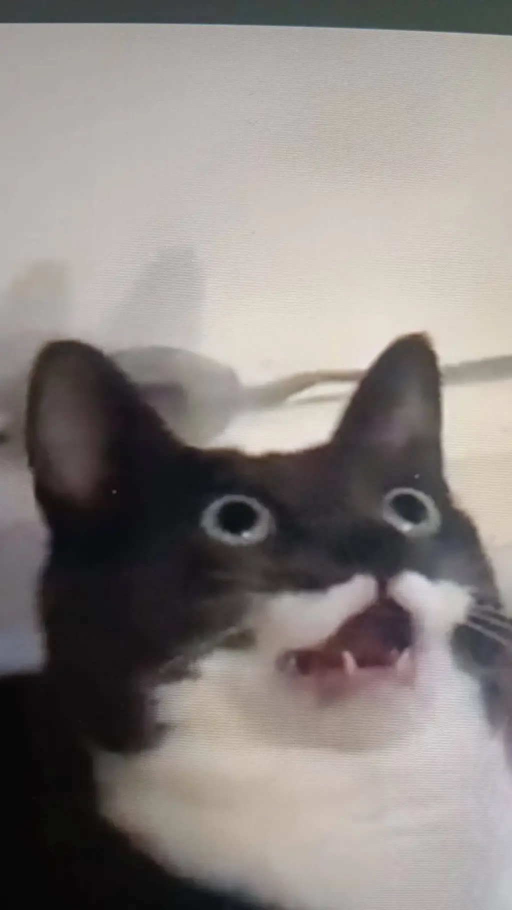 ai character: CAT background