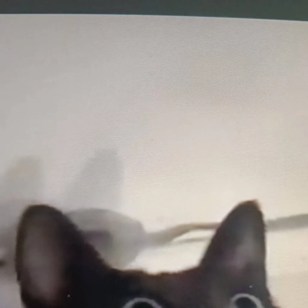 chat with ai character: CAT