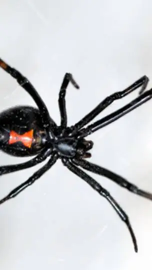 ai character: black widow spider background
