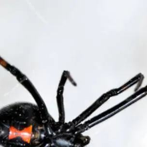 chat with ai character: black widow spider
