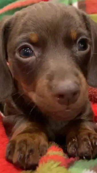 ai character: baby dachshund🥺 background
