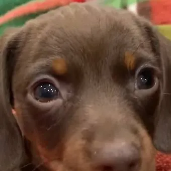 chat with ai character: baby dachshund🥺