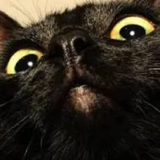 chat with ai character: Mr. robber kitten 