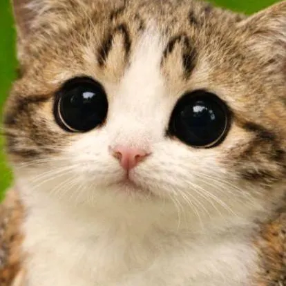 chat with ai character: 🐱Cat x Boxy📦