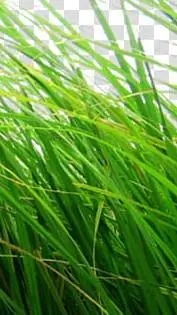 ai character: Grass background
