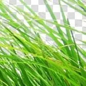 chat with ai character: Grass