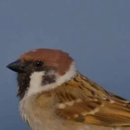 chat with ai character: 🐦🐥birds🐥🐦