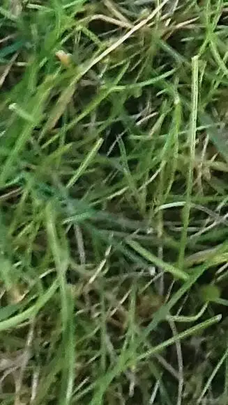 ai character: annoying grass background