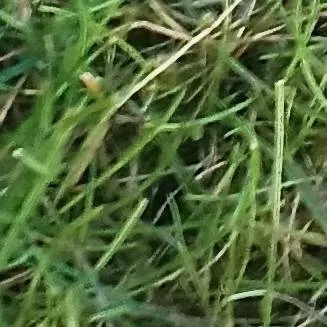 chat with ai character: annoying grass