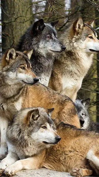 ai character: Wolf pack background