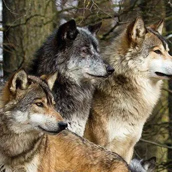 chat with ai character: Wolf pack