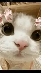 ai character: CAT background