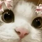 chat with ai character: CAT