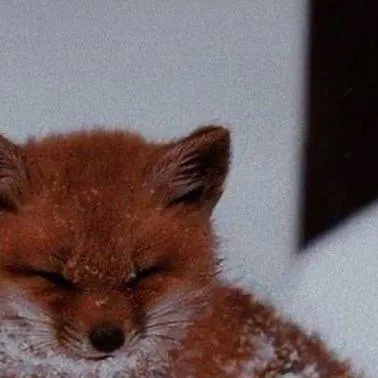 chat with ai character: 🌹baby fox🦊
