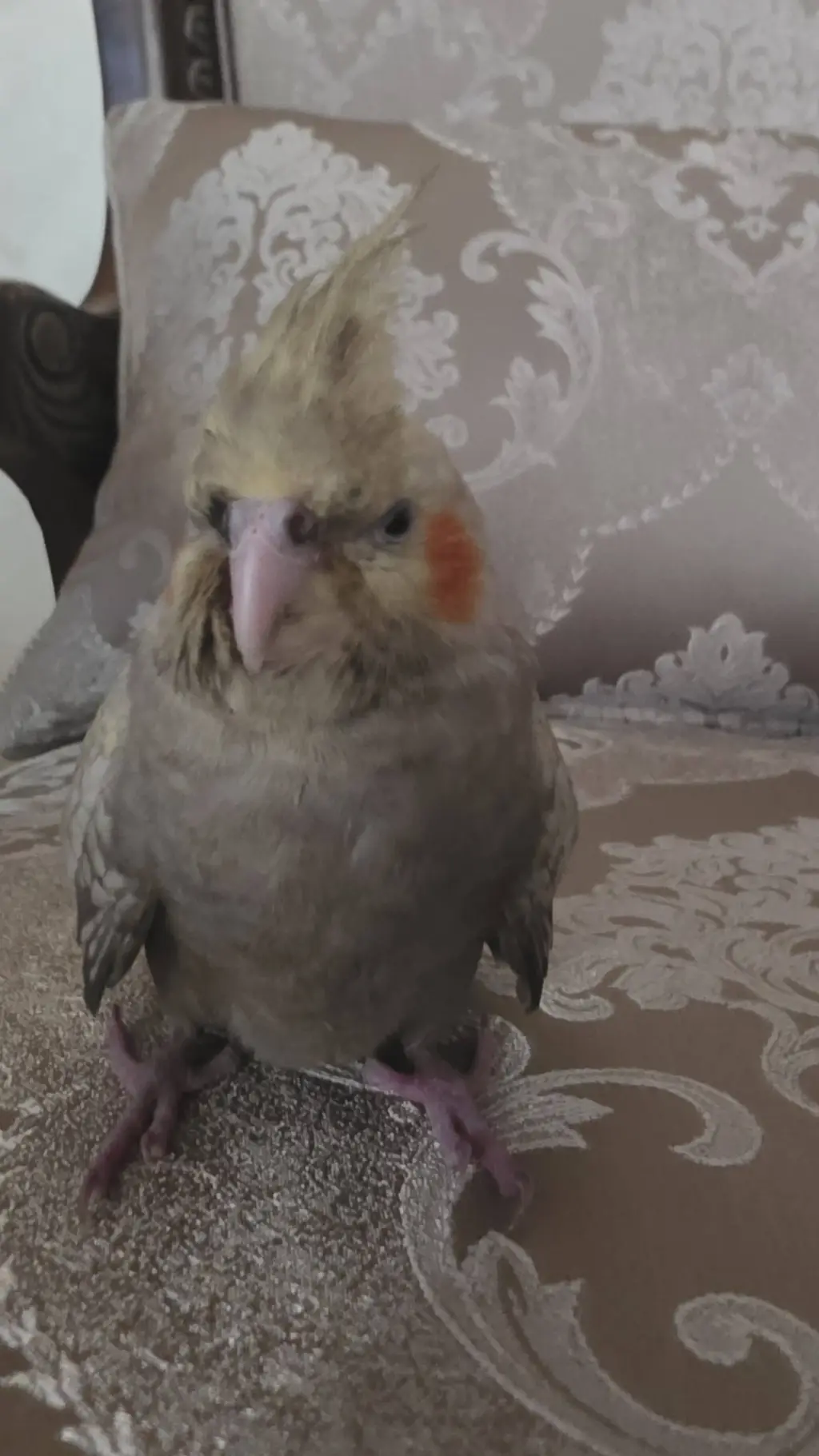ai character: Cookie the bird background