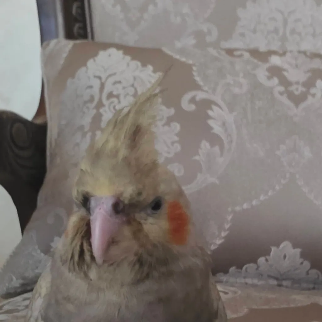 chat with ai character: Cookie the bird
