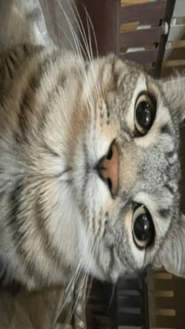 ai character: Cat background