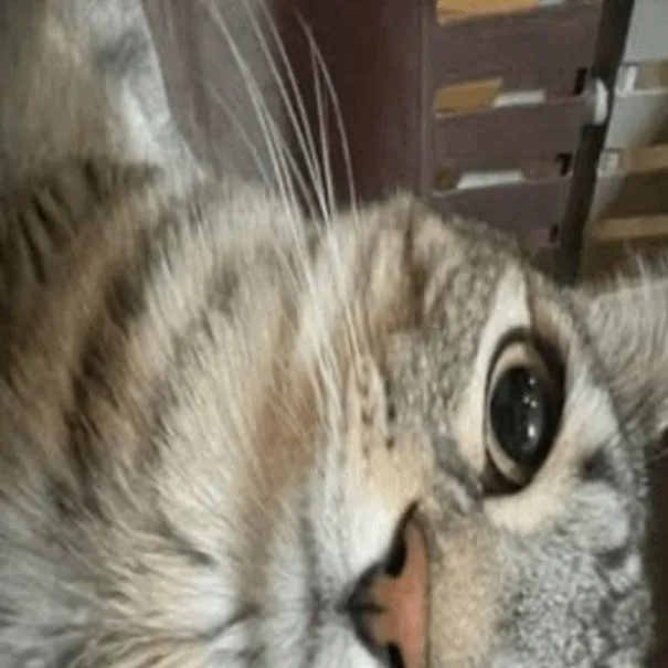 chat with ai character: Cat