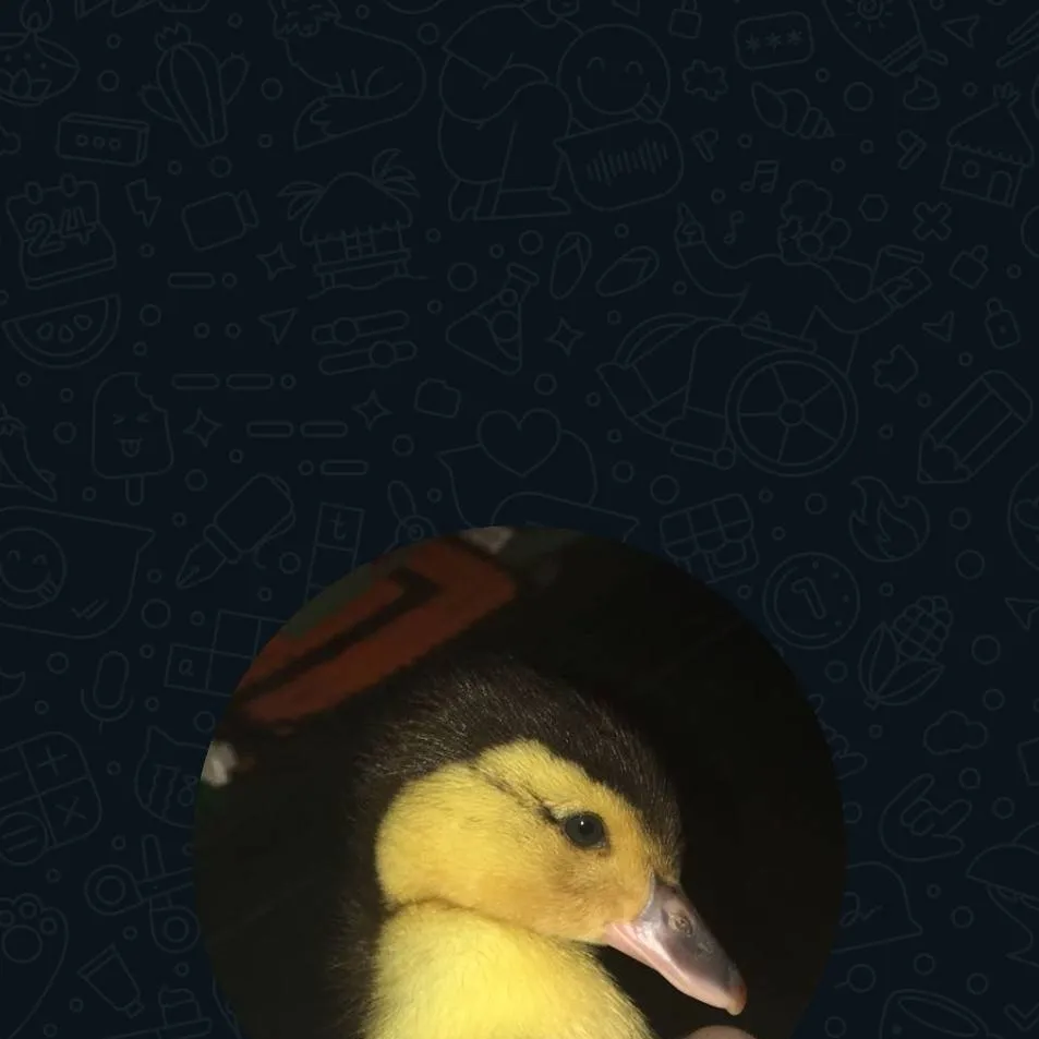 chat with ai character: matei cu cu iei