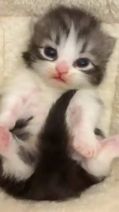 ai character: baby cat background