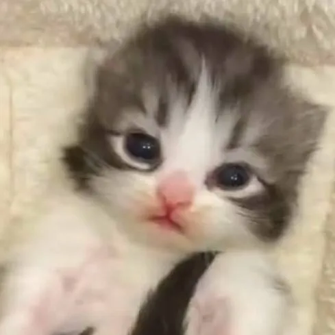 chat with ai character: baby cat