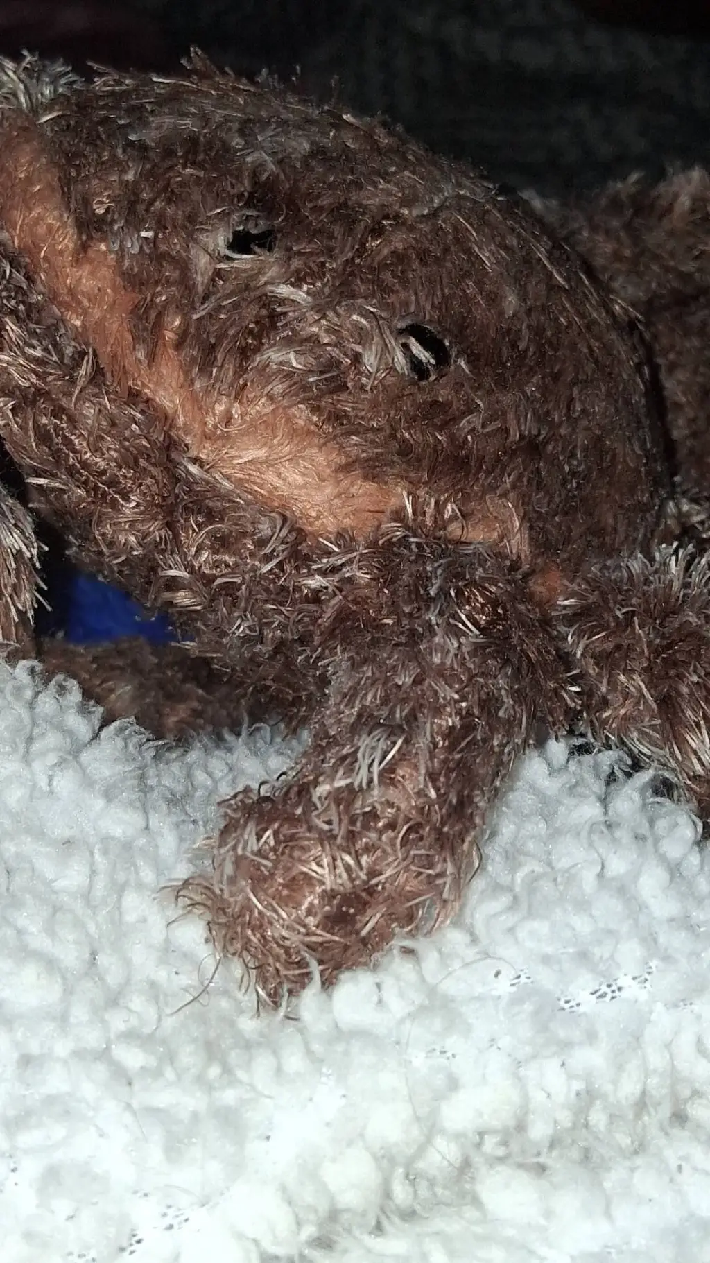 Talkie AI - Chat with blanket spider