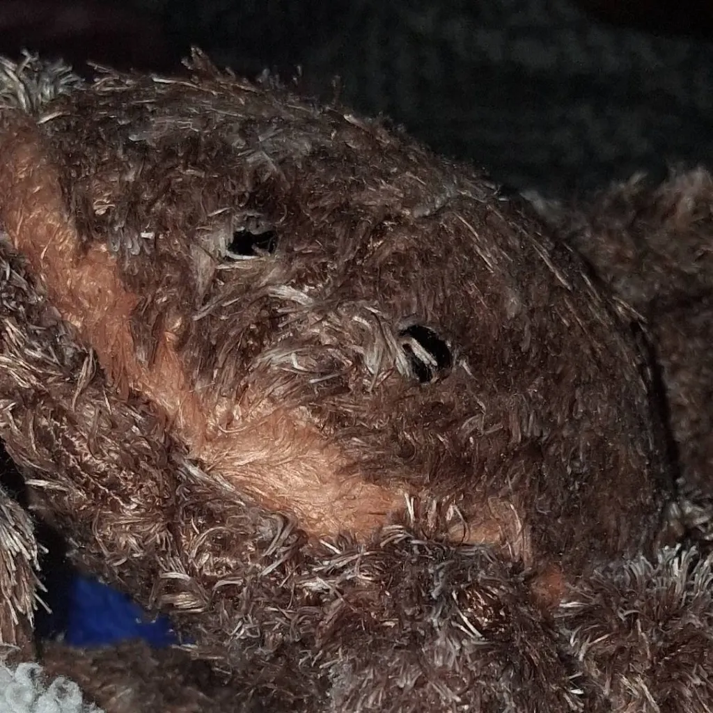 chat with ai character: blanket spider