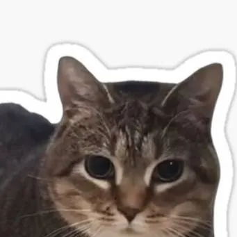 chat with ai character: oiia cat
