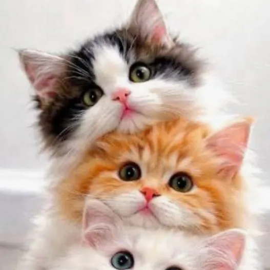 chat with ai character: Kitten World