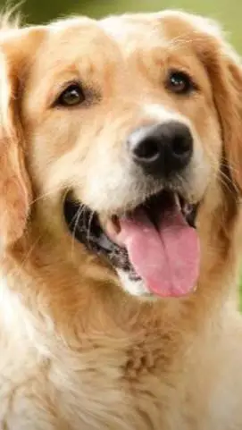 ai character: dog  background